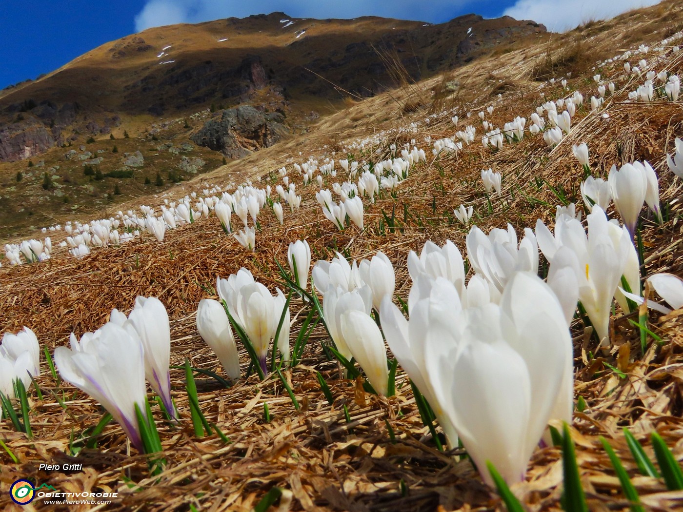 12 Distese di crocus sui pascoli del Monte Campo.JPG